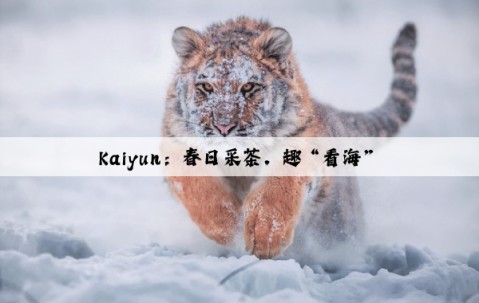 Kaiyun：春日采茶，趣“看海”