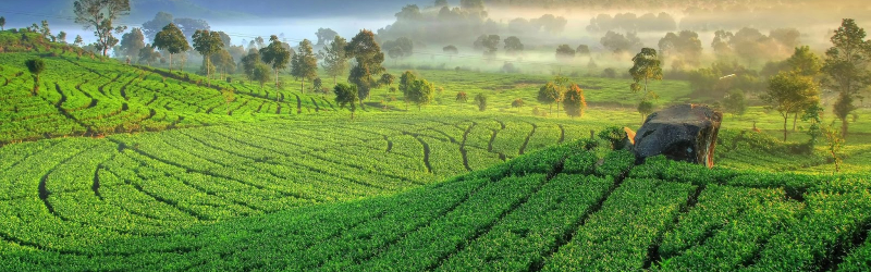Kaiyun茶叶秉持着绿色食品A级产品的高标准 | Kaiyun官方网站
